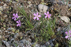 Phlox longifolia longifolia