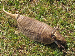 Euphractus sexcinctus