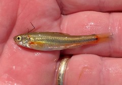 Hemitremia flammea