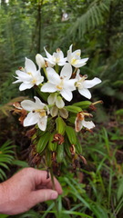 Spathoglottis micronesiaca