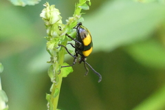 Lilioceris quadripustulata