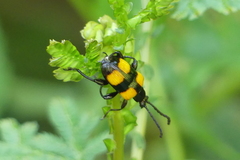 Lilioceris quadripustulata