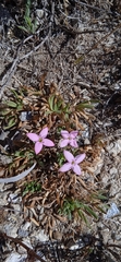 Houstonia rubra