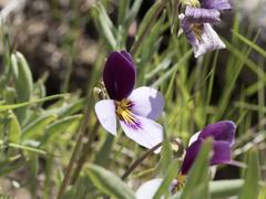 Viola beckwithii