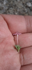 Houstonia rubra