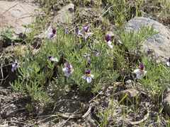 Viola beckwithii