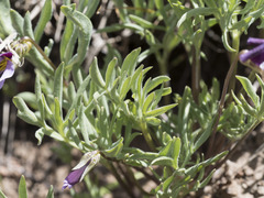 Viola beckwithii