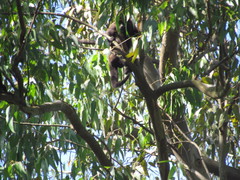 Alouatta guariba