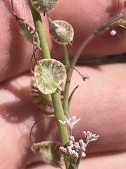 Thysanocarpus radians