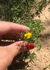 Scoparia montevidensis