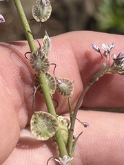 Thysanocarpus radians