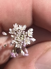 Thysanocarpus radians