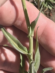 Thysanocarpus radians