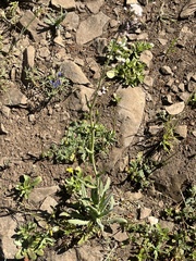 Thysanocarpus radians