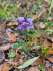 Viola septemloba