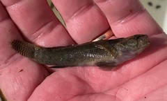Etheostoma nigripinne