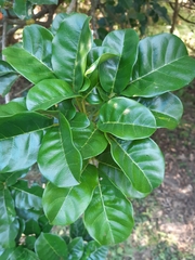 Tecomanthe