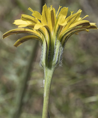 Nothocalais troximoides