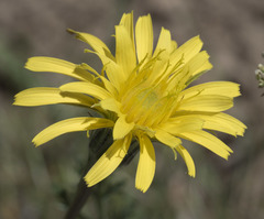 Nothocalais troximoides