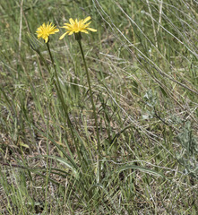 Nothocalais troximoides