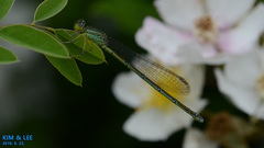 Paracercion v-nigrum