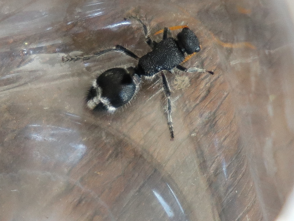 Ephutomorpha ruficornis