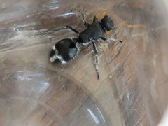 Ephutomorpha ruficornis