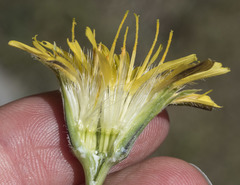 Nothocalais troximoides