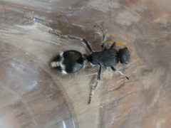 Ephutomorpha ruficornis