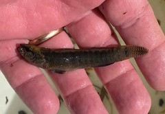 Etheostoma nigripinne