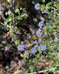 Ceanothus foliosus