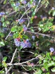Ceanothus foliosus