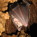 Greater Horseshoe Bat - Photo (c) Profundezas, some rights reserved (CC BY-NC-ND)