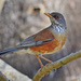 Rufous-backed Robin - Photo (c) Ad Konings, some rights reserved (CC BY-NC), uploaded by Ad Konings