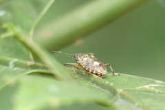 Dalpada oculata