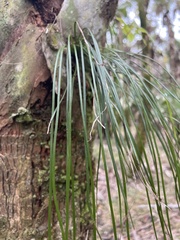 Vittaria lineata image