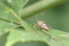 Dalpada oculata