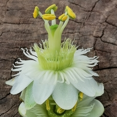Passiflora siamica