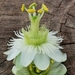 Passiflora siamica - Photo (c) guanhong, some rights reserved (CC BY-NC), uploaded by guanhong