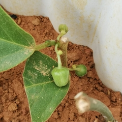 Passiflora siamica