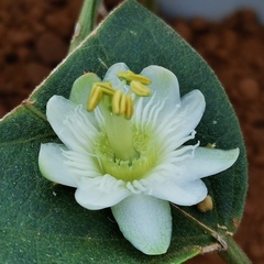 Passiflora siamica