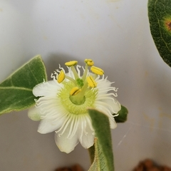 Passiflora siamica