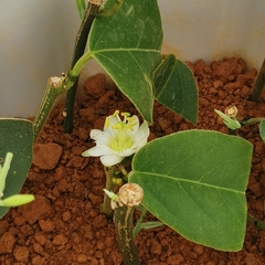 Passiflora siamica