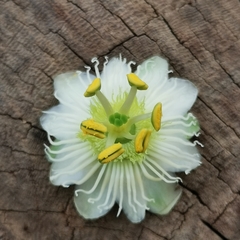 Passiflora siamica