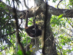 Alouatta guariba
