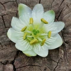 Passiflora siamica