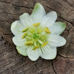 Passiflora siamica