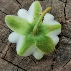 Passiflora siamica