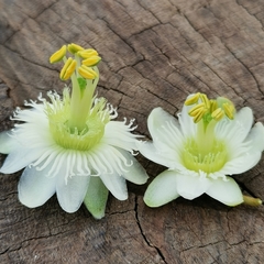 Passiflora siamica
