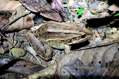 Leptodactylus latrans
